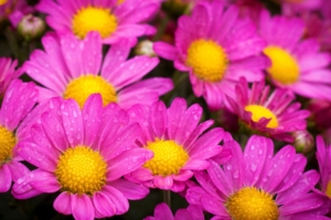 water drops on pink daisies 4k 1606508444 300x200 - Water Drops On Pink Daisies 4k - Water Drops On Pink Daisies 4k wallpapers