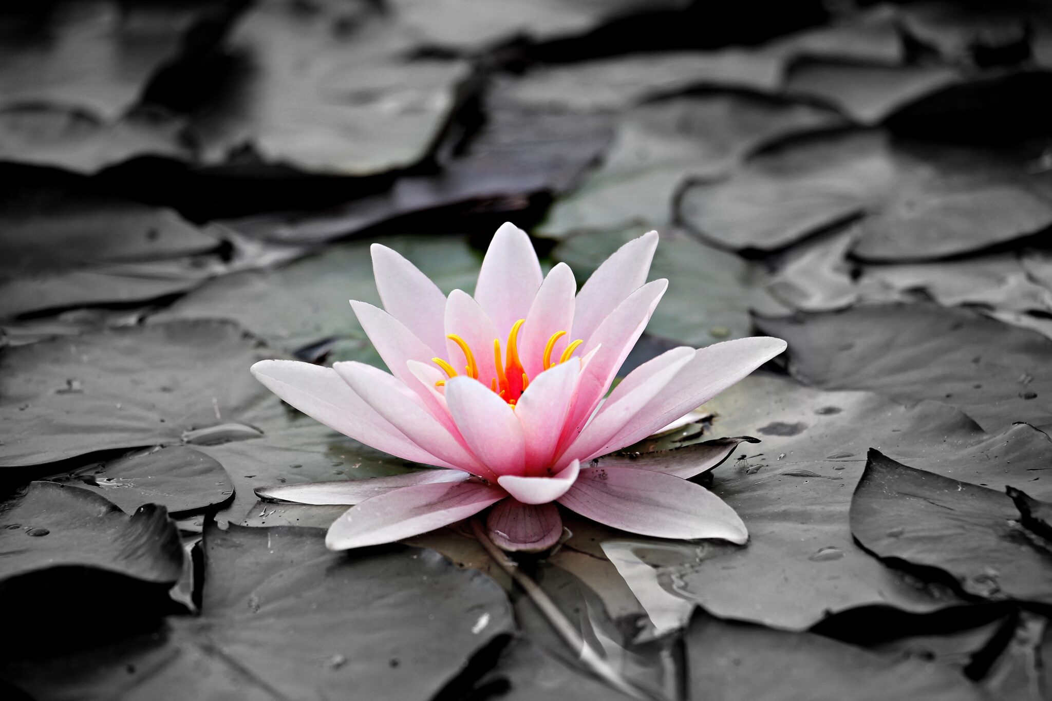 Water Lily 4k