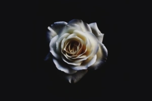 white rose oled 4k 1606513818 300x200 - White Rose Oled 4k - White Rose Oled 4k wallpapers