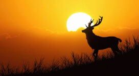 deer silhouette evening 4k 1616872023 272x150 - Deer Silhouette Evening 4k - Deer Silhouette Evening 4k wallpapers