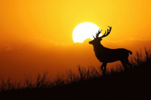 deer silhouette evening 4k 1616872023 300x200 - Deer Silhouette Evening 4k - Deer Silhouette Evening 4k wallpapers