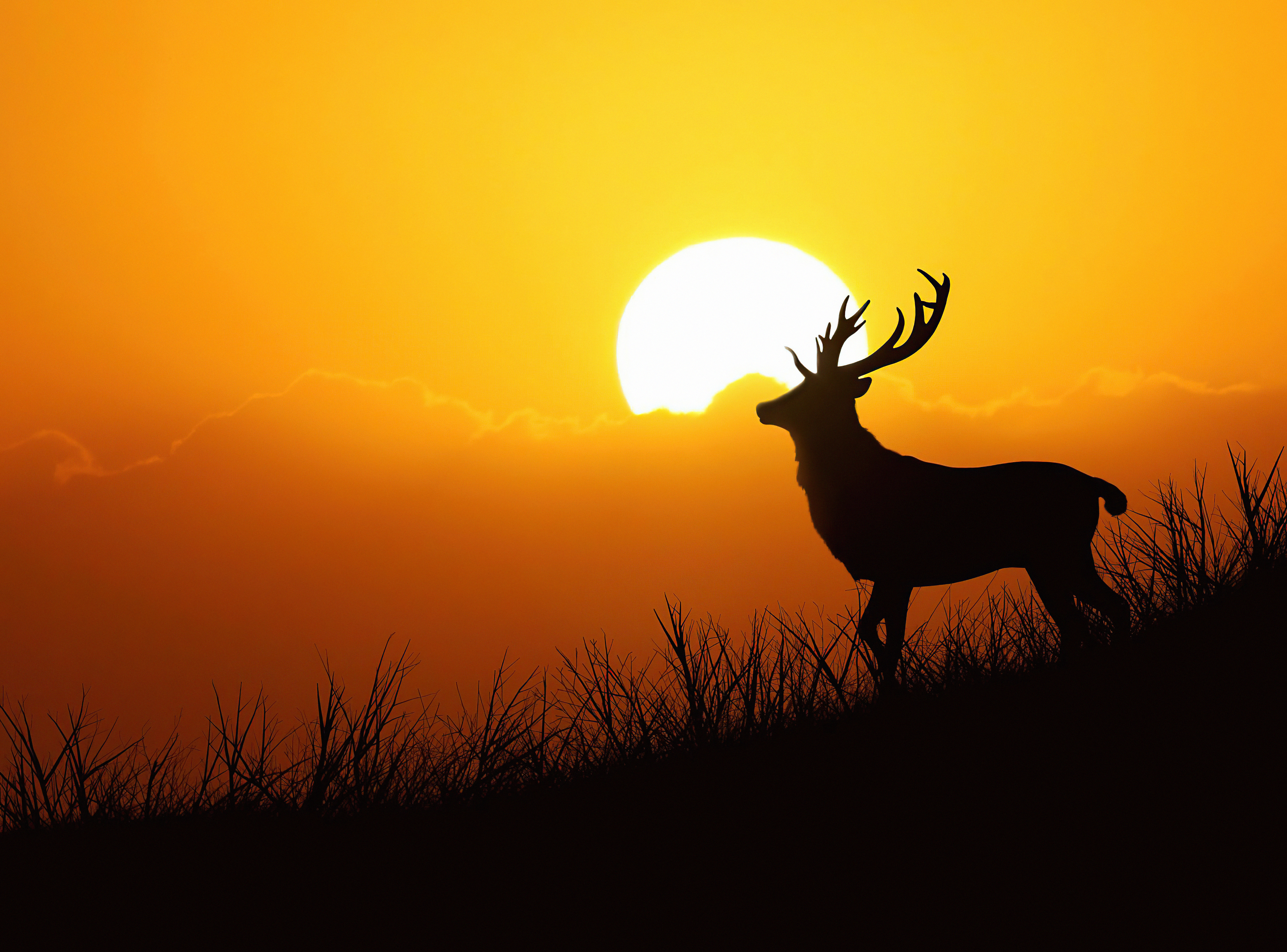 Deer Stag Animal - Free photo on Pixabay - Pixabay