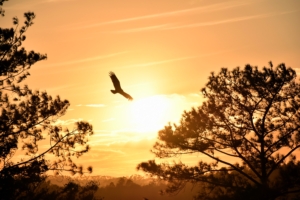 eagle flying towards sunset 4k 1616093496 300x200 - Eagle Flying Towards Sunset 4k - Eagle Flying Towards Sunset 4k wallpapers