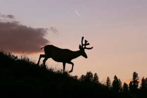reindeer silhouette 4k 1615884665 300x200 - Reindeer Silhouette 4k - Reindeer Silhouette 4k wallpapers