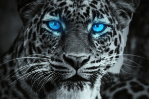 tiger glowing blue eyes 4k 1615884666 300x200 - Tiger Glowing Blue Eyes 4k - Tiger Glowing Blue Eyes 4k wallpapers