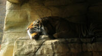 tiger sleeping closed eyes 4k 1616872023 200x110 - Tiger Sleeping Closed Eyes 4k - Tiger Sleeping Closed Eyes 4k wallpapers