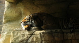 tiger sleeping closed eyes 4k 1616872023 272x150 - Tiger Sleeping Closed Eyes 4k - Tiger Sleeping Closed Eyes 4k wallpapers