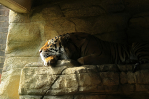 tiger sleeping closed eyes 4k 1616872023 300x200 - Tiger Sleeping Closed Eyes 4k - Tiger Sleeping Closed Eyes 4k wallpapers