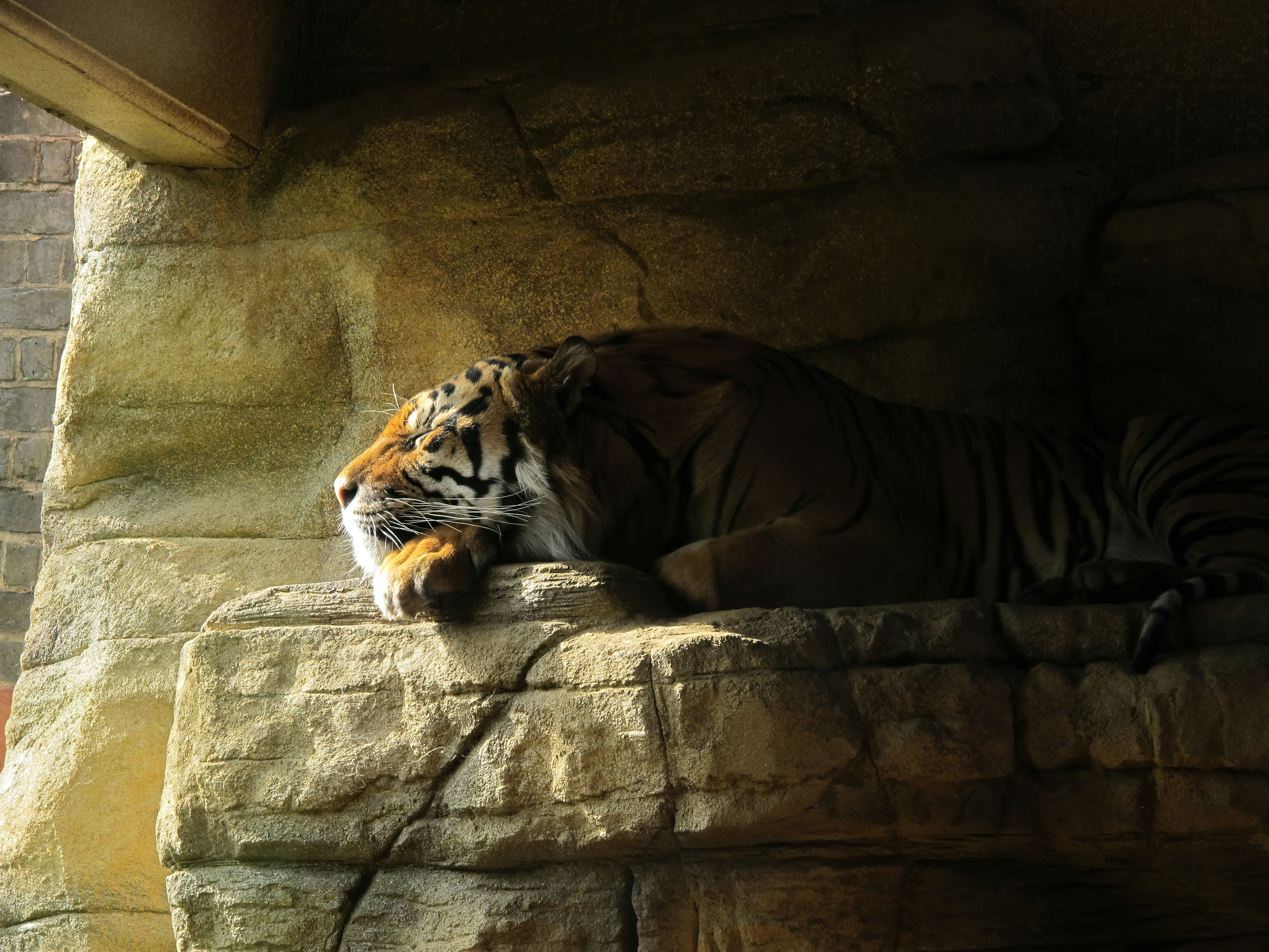 tiger sleeping closed eyes 4k 1616872023 - Tiger Sleeping Closed Eyes 4k - Tiger Sleeping Closed Eyes 4k wallpapers