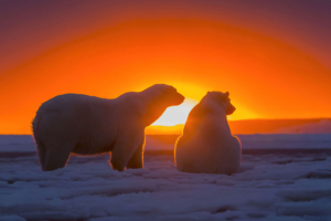 two polar bears watching sunset 4k 1615884666 300x200 - Two Polar Bears Watching Sunset 4k - Two Polar Bears Watching Sunset 4k wallpapers