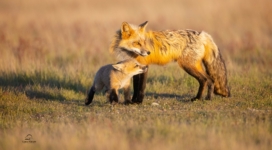 father and daughter fox 4k 1629139592 272x150 - Father And Daughter Fox 4k - Father And Daughter Fox wallpapers, Father And Daughter Fox 4k wallpapers