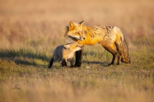 father and daughter fox 4k 1629139592 300x200 - Father And Daughter Fox 4k - Father And Daughter Fox wallpapers, Father And Daughter Fox 4k wallpapers