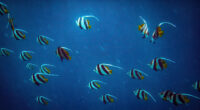 pennant coralfish 4k 1629139585 200x110 - Pennant Coralfish 4k - Pennant Coralfish wallpapers, Pennant Coralfish 4k wallpapers