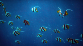 pennant coralfish 4k 1629139585 272x150 - Pennant Coralfish 4k - Pennant Coralfish wallpapers, Pennant Coralfish 4k wallpapers
