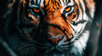tiger close up 4k 1629139703 200x110 - Tiger Close Up 4k - Tiger Close Up wallpapers, Tiger Close Up 4k wallpapers