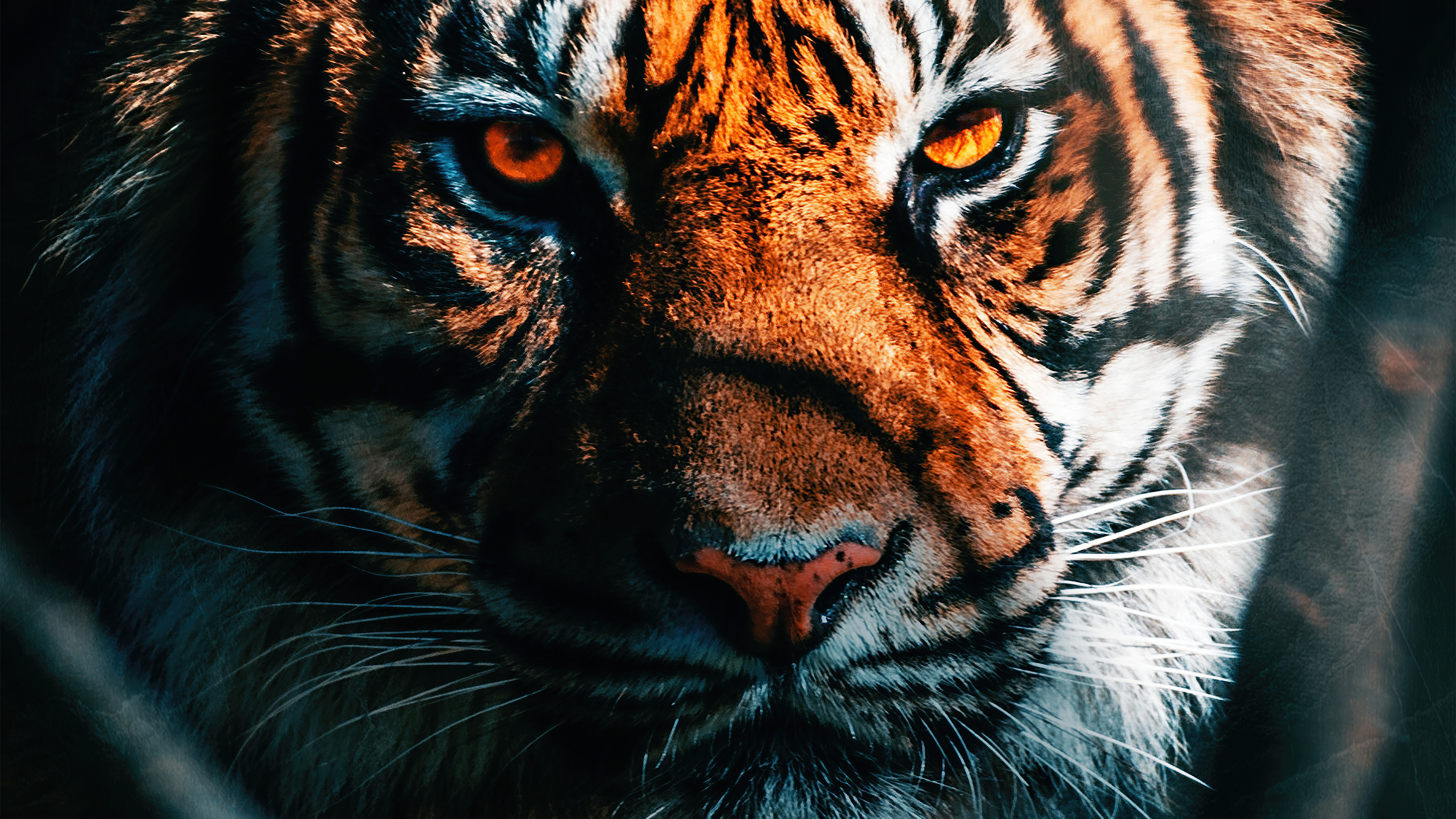 HD 4K tiger Wallpapers for Mobile