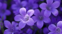 bokeh violet flowers 4k 1630616437 200x110 - Bokeh Violet Flowers 4k - Bokeh Violet Flowers wallpapers, Bokeh Violet Flowers 4k wallpapers