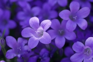 bokeh violet flowers 4k 1630616437 300x200 - Bokeh Violet Flowers 4k - Bokeh Violet Flowers wallpapers, Bokeh Violet Flowers 4k wallpapers