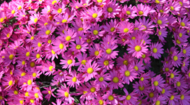 violet flowers 4k 1630616437 272x150 - Violet Flowers 4k - Violet Flowers wallpapers, Violet Flowers 4k wallpapeers