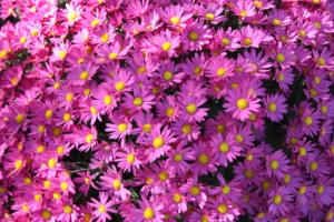 violet flowers 4k 1630616437 300x200 - Violet Flowers 4k - Violet Flowers wallpapers, Violet Flowers 4k wallpapeers