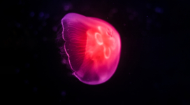 pink jellyfish dark 4k 1634170122 272x150 - Pink Jellyfish Dark 4k - Pink Jellyfish Dark wallpapers, Pink Jellyfish Dark 4k wallpapers