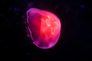 pink jellyfish dark 4k 1634170122 300x200 - Pink Jellyfish Dark 4k - Pink Jellyfish Dark wallpapers, Pink Jellyfish Dark 4k wallpapers