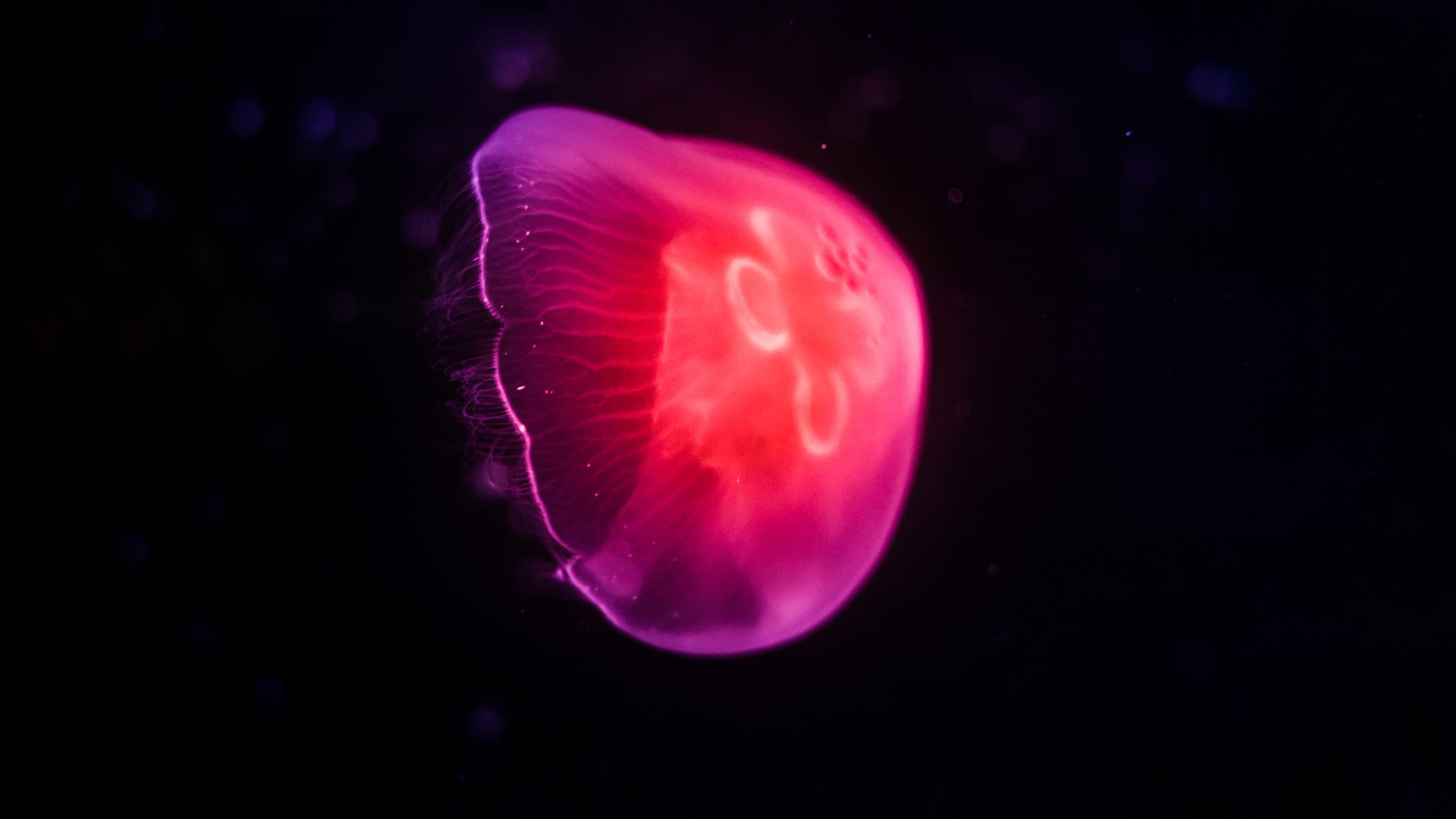 pink jellyfish dark 4k 1634170122 - Pink Jellyfish Dark 4k - Pink Jellyfish Dark wallpapers, Pink Jellyfish Dark 4k wallpapers
