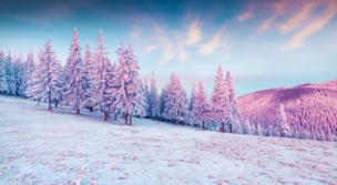 trees pink colorful cold hills snow 4k 1644787510 304x167 - Trees Pink Colorful Cold Hills Snow 4k - Trees Pink Colorful Cold Hills Snow wallpapers, Trees Pink Colorful Cold Hills Snow 4k wallpapers
