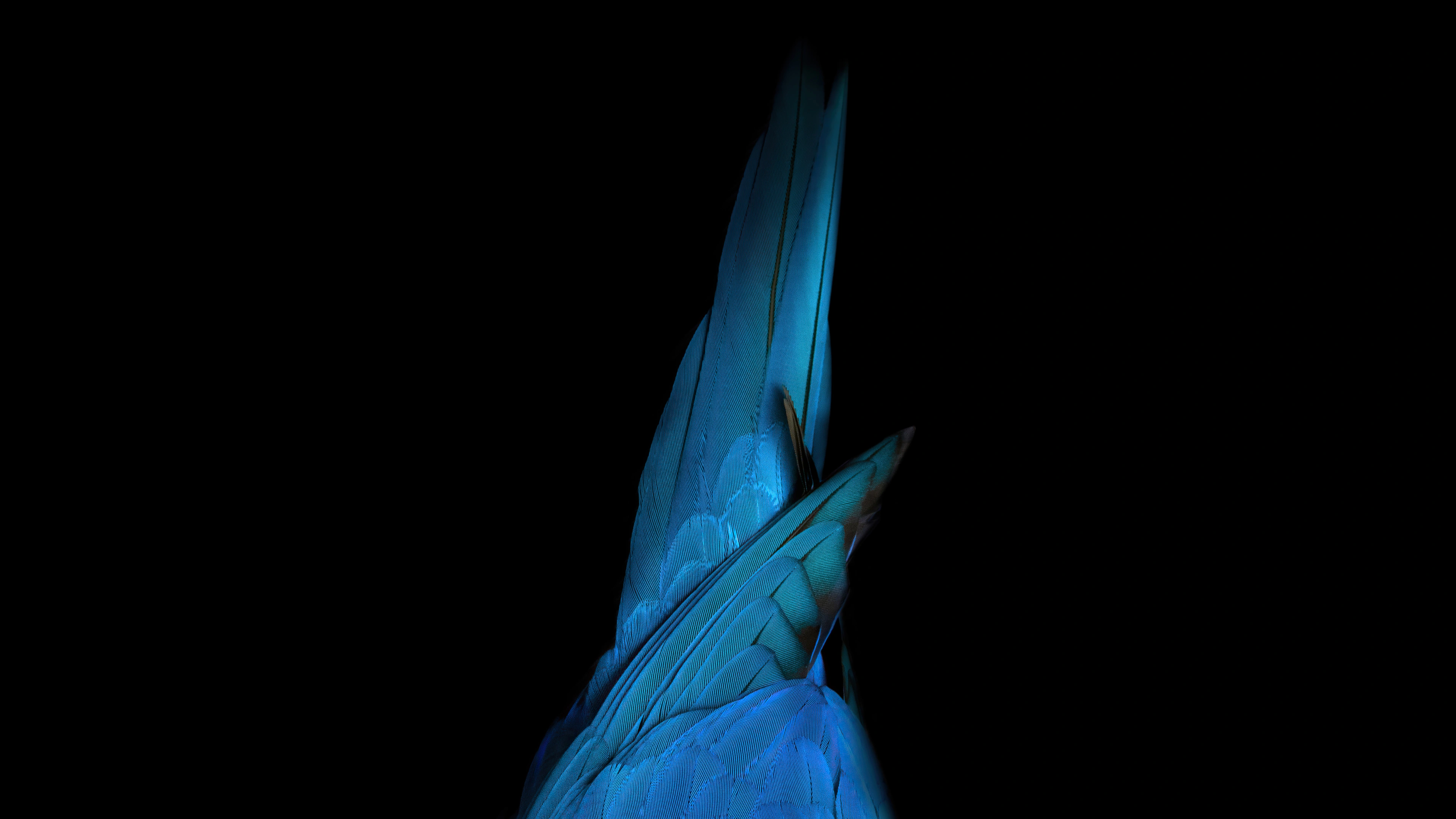 birds tail blue oled 4k 1669804747