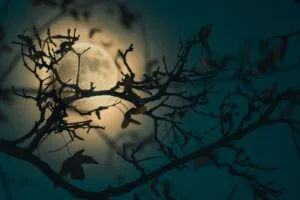 branch moon light night 4k 1692100034