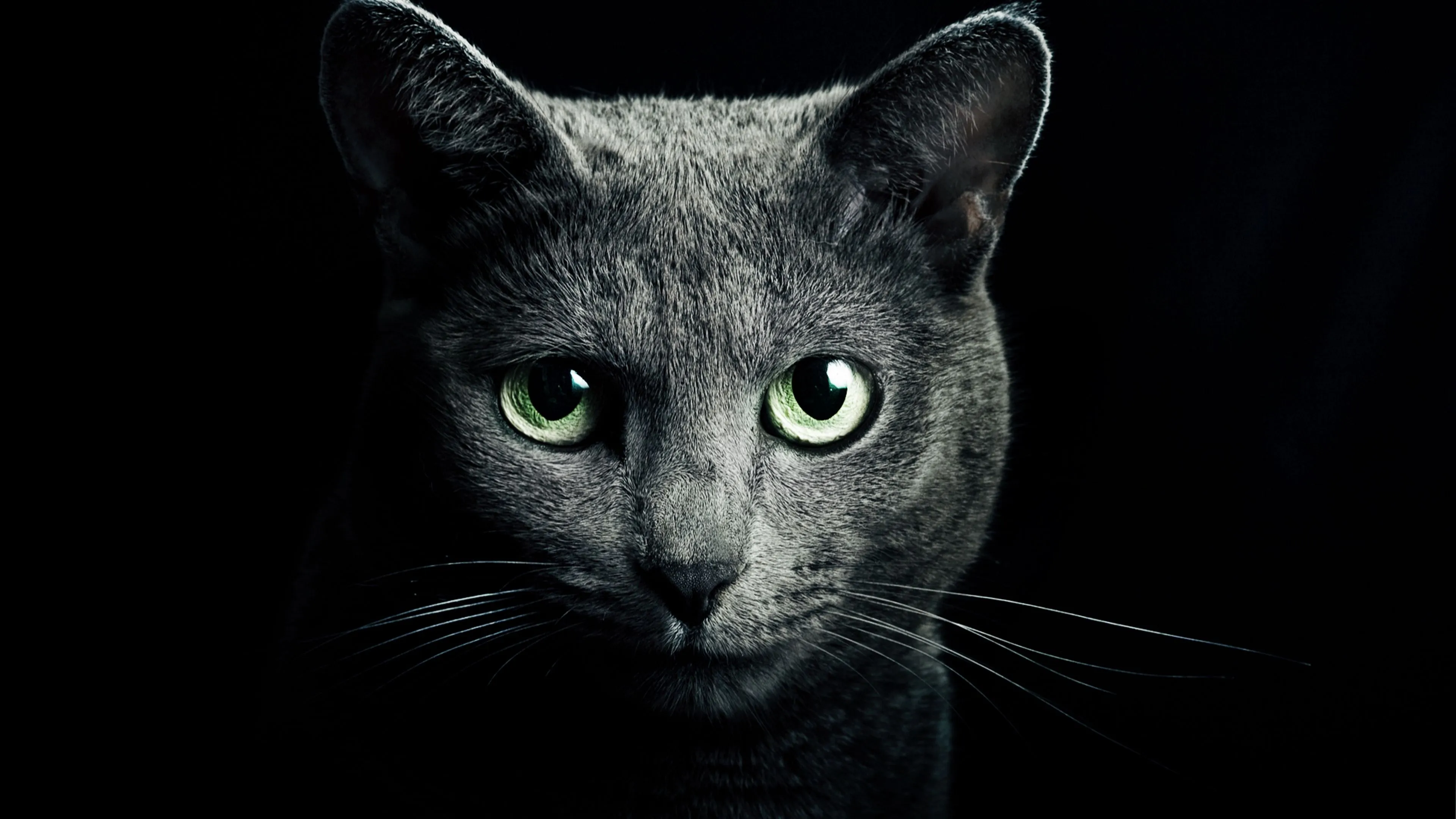 cat black breed russian blue eyes green eyes black background 4k 1691839436