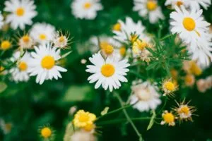 chamomile flowers bloom field blur 4k 1692284975