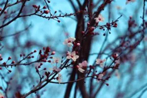 cherry spring branches flowers 4k 1692270204