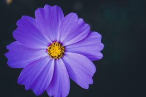 cosmea flower macro blur 4k 1692284604