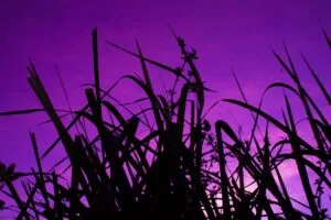 dark sky purple dusk 4k 1692100646
