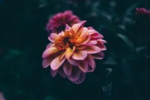 flower blooming petals dark blur 4k 1692284604