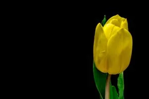 flower yellow plant petals 4k 1692283663
