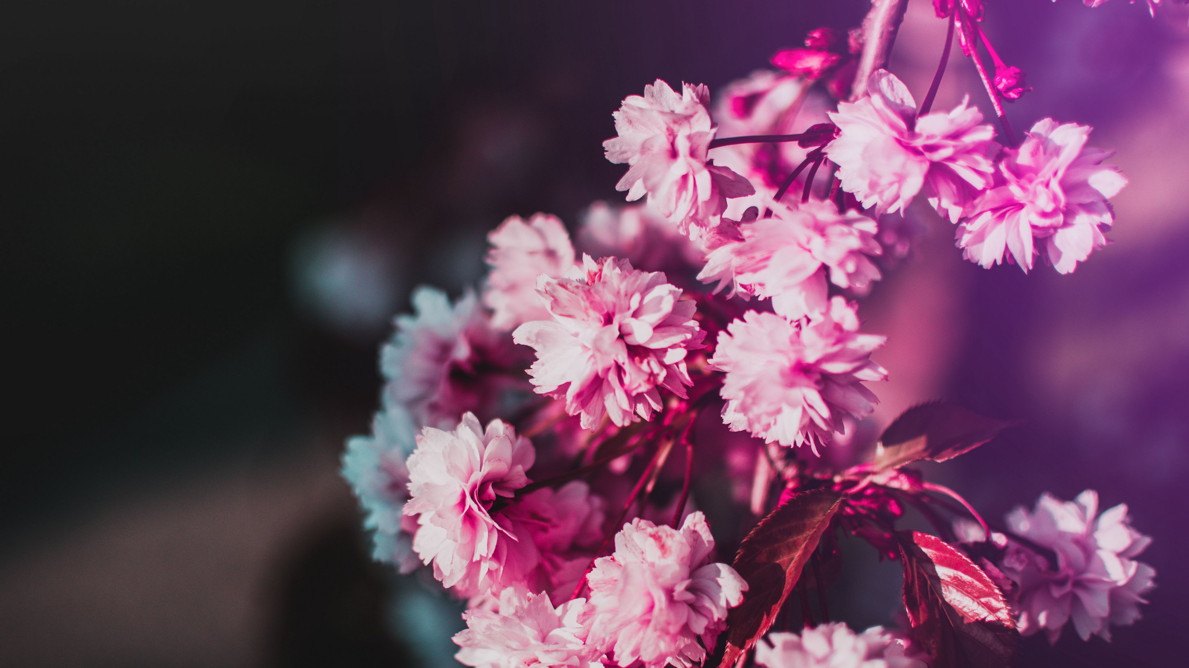 flowers bloom branch pink blur 4k 1692284975