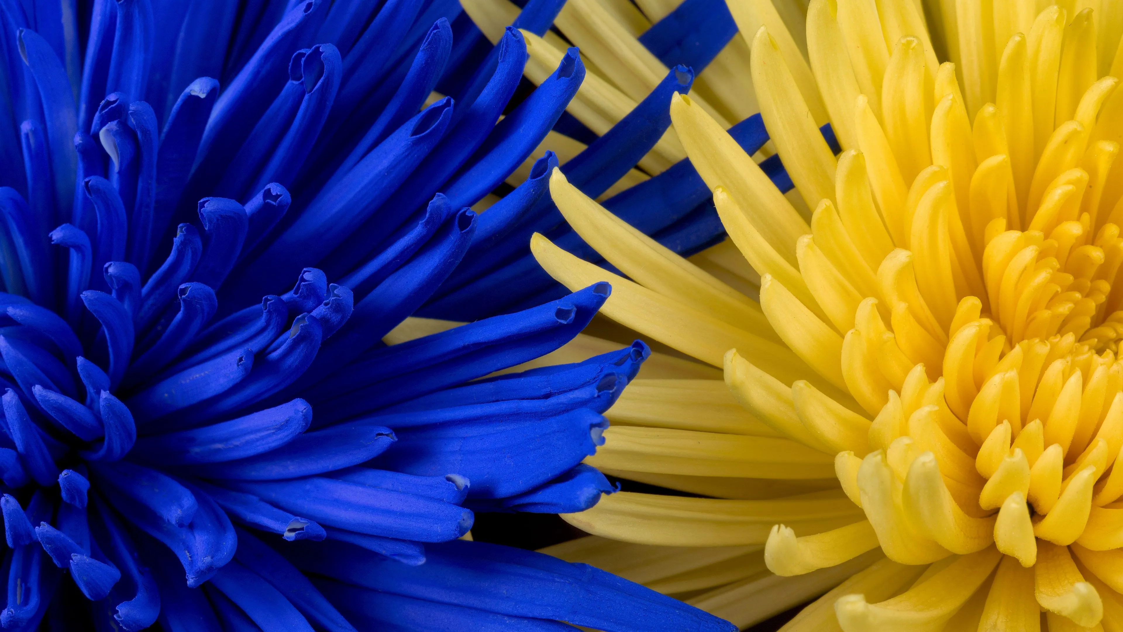 flowers blue yellow petals 4k 1692284604