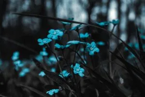 flowers field blur 4k 1692283618