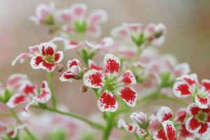 flowers plant red white macro 4k 1692284604