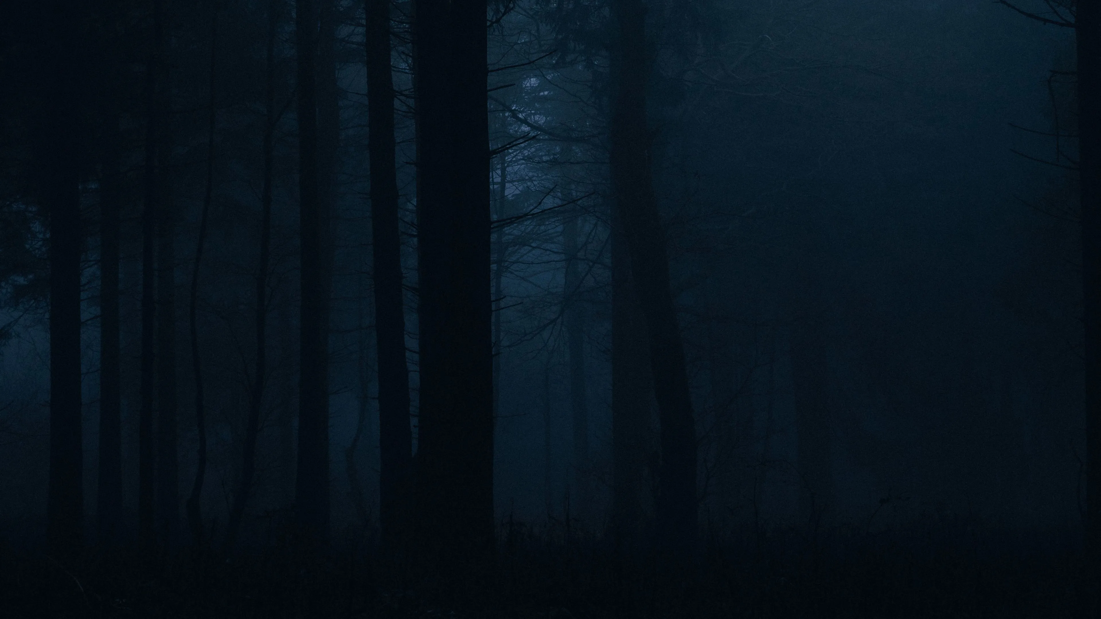 forest fog dark trees gloom 4k 1691849539