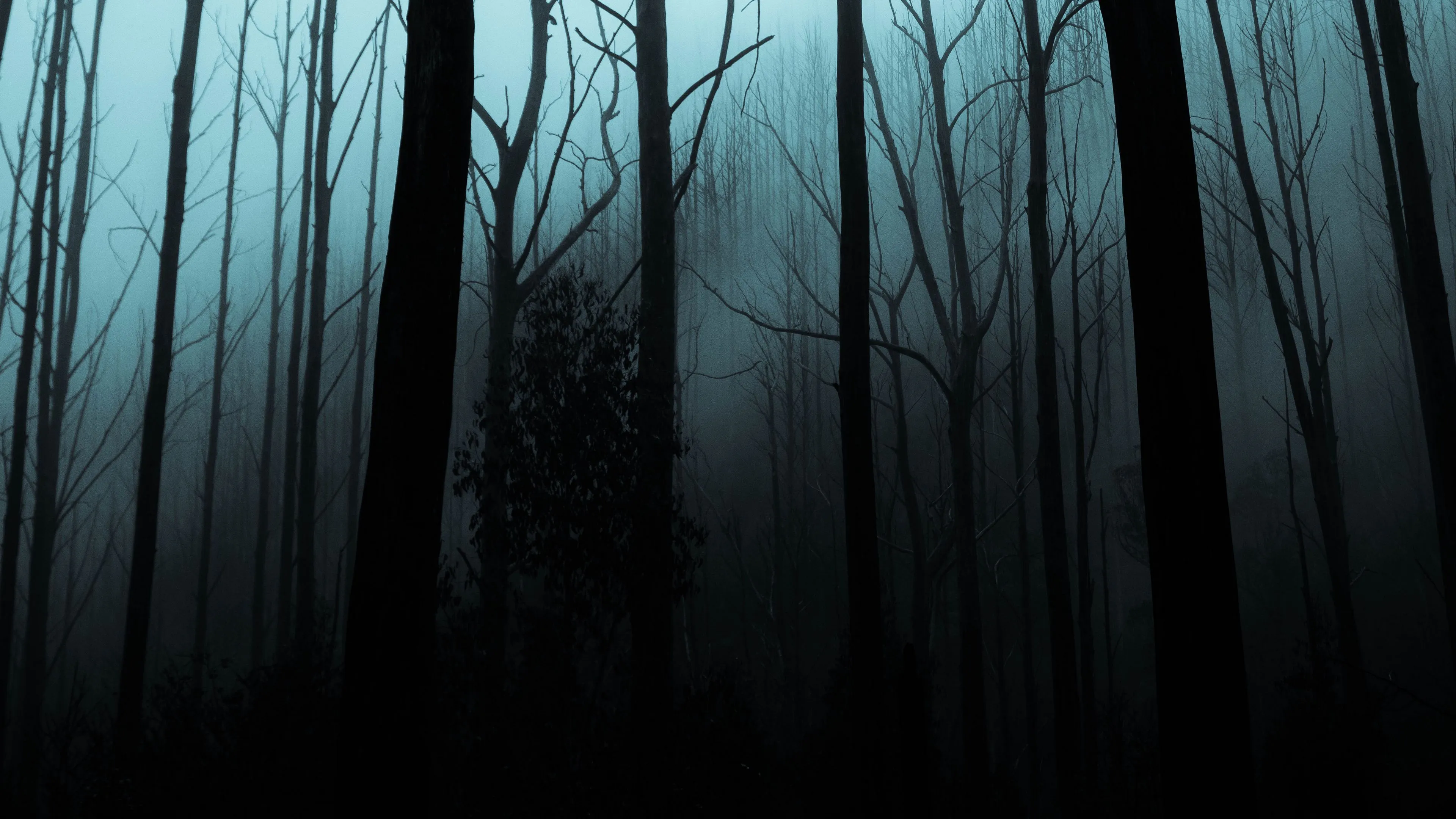 forest fog trees gloomy night 4k 1691849539