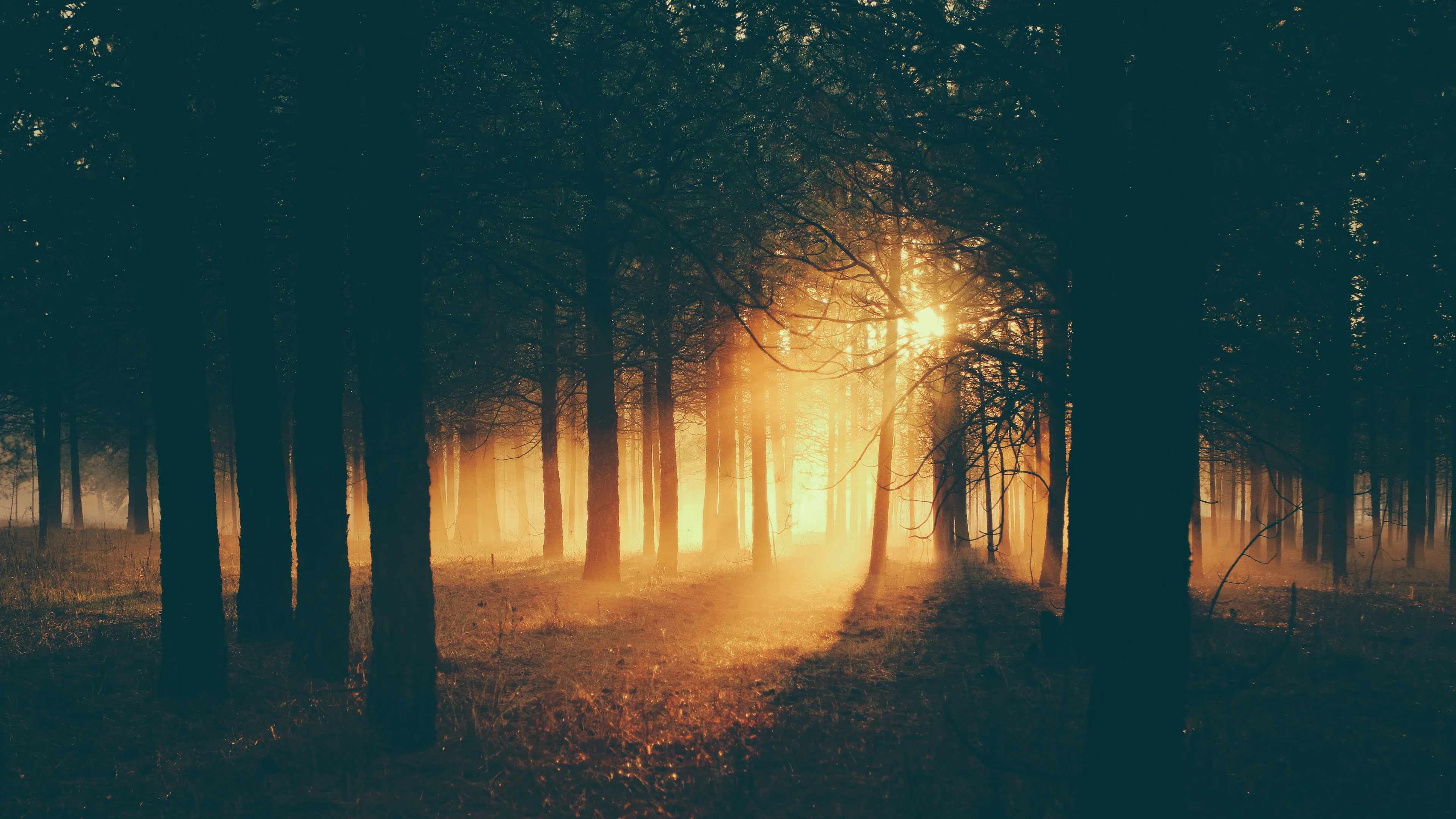 forest sunlight fog dark dusk 4k 1691849809
