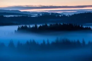 forest trees fog evening 4k walpaper dark 1692029744