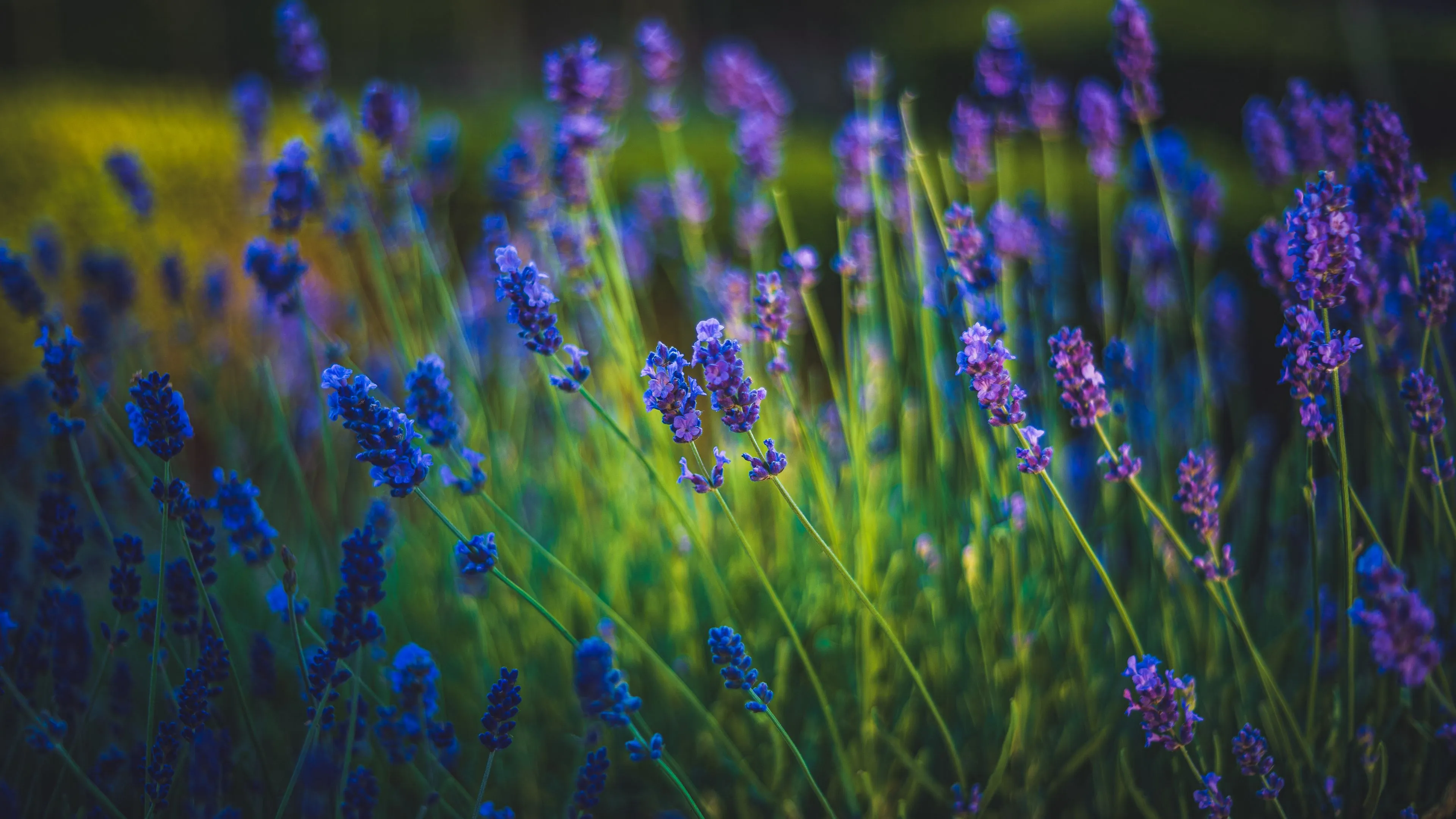 lavender flowers spring grass 4k 1692284269