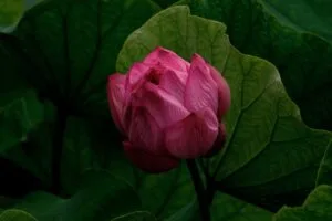 lily bud flower pink plant 4k 1692270204