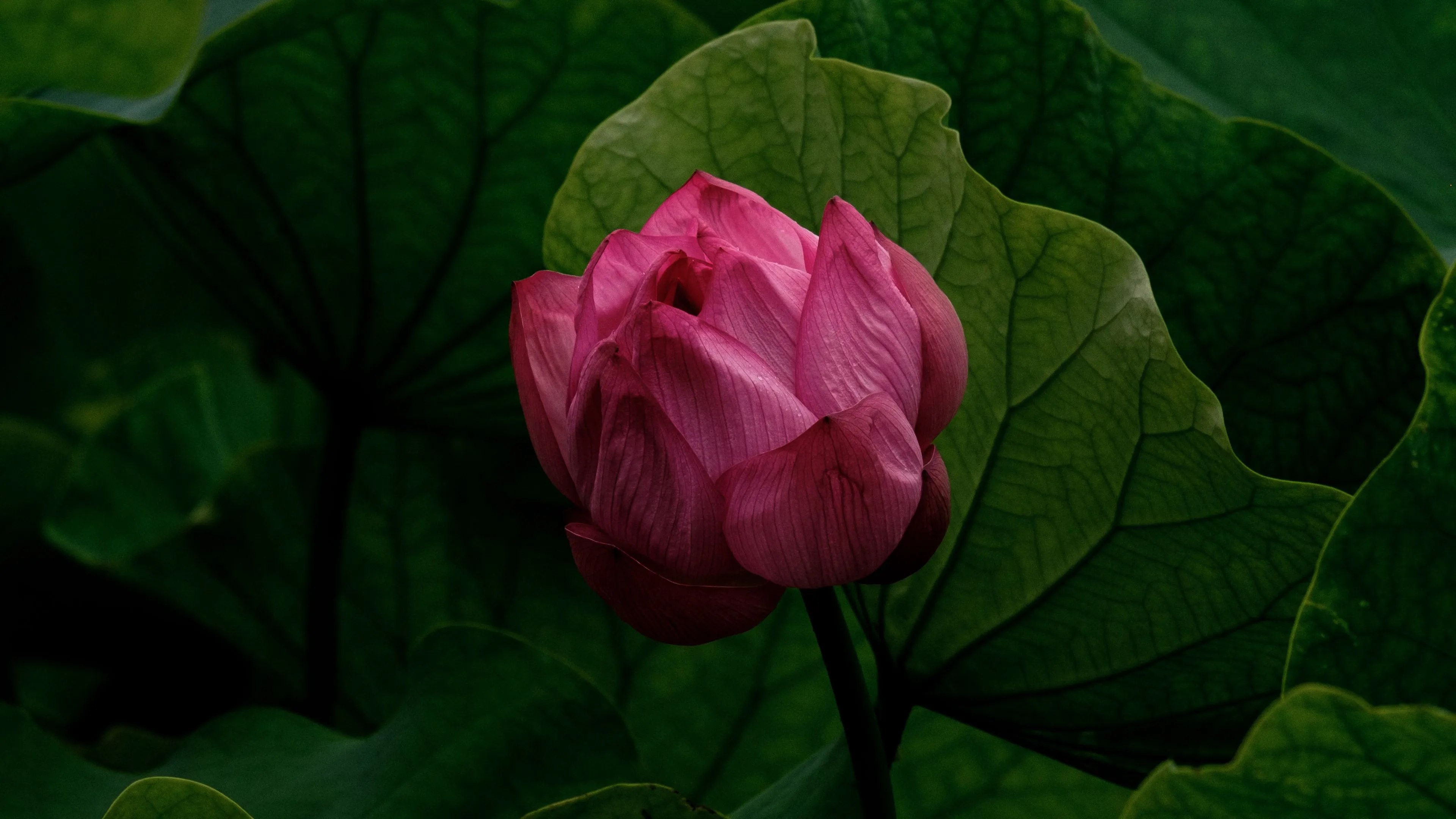lily bud flower pink plant 4k 1692270204