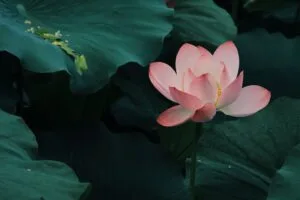 lotus bloom leaves 4k 1692270200
