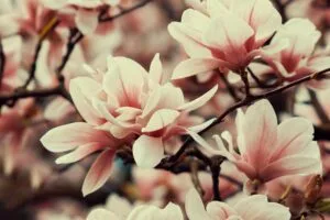 magnolia flowers branches 4k 1692270201